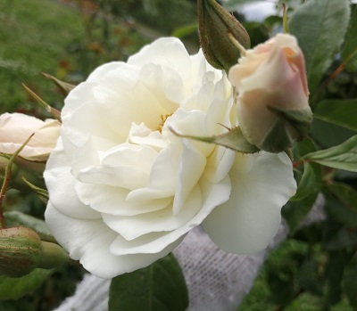 rose5.2021.6.30.jpg